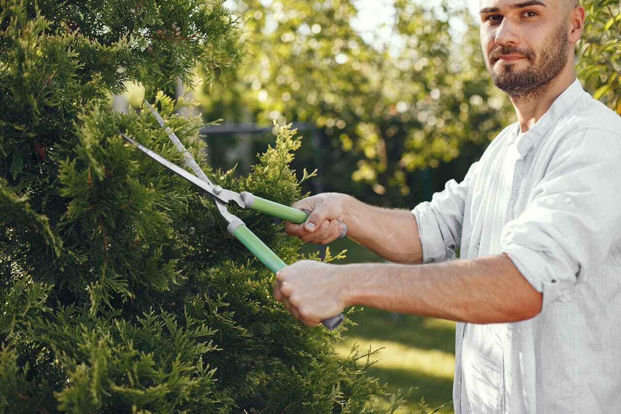 Best Emergency Storm Tree Removal  in Midway, NC